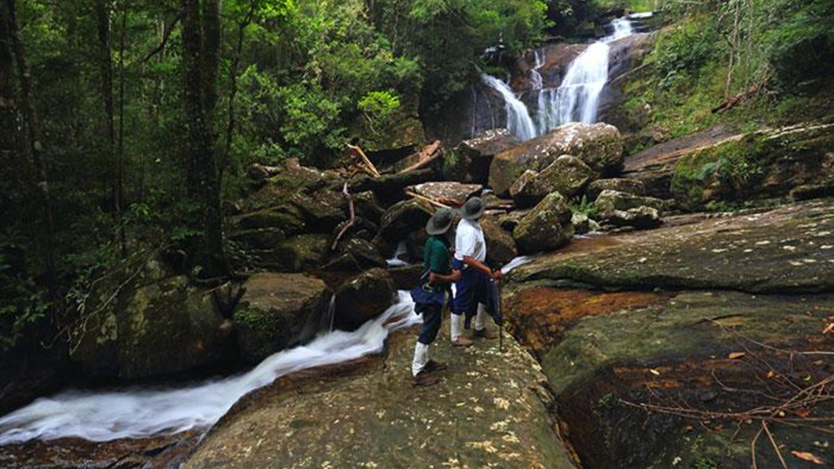Sinharaja Rain Forest Guided Trek