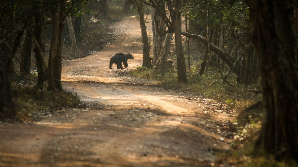 Wilpattu National Park Safari