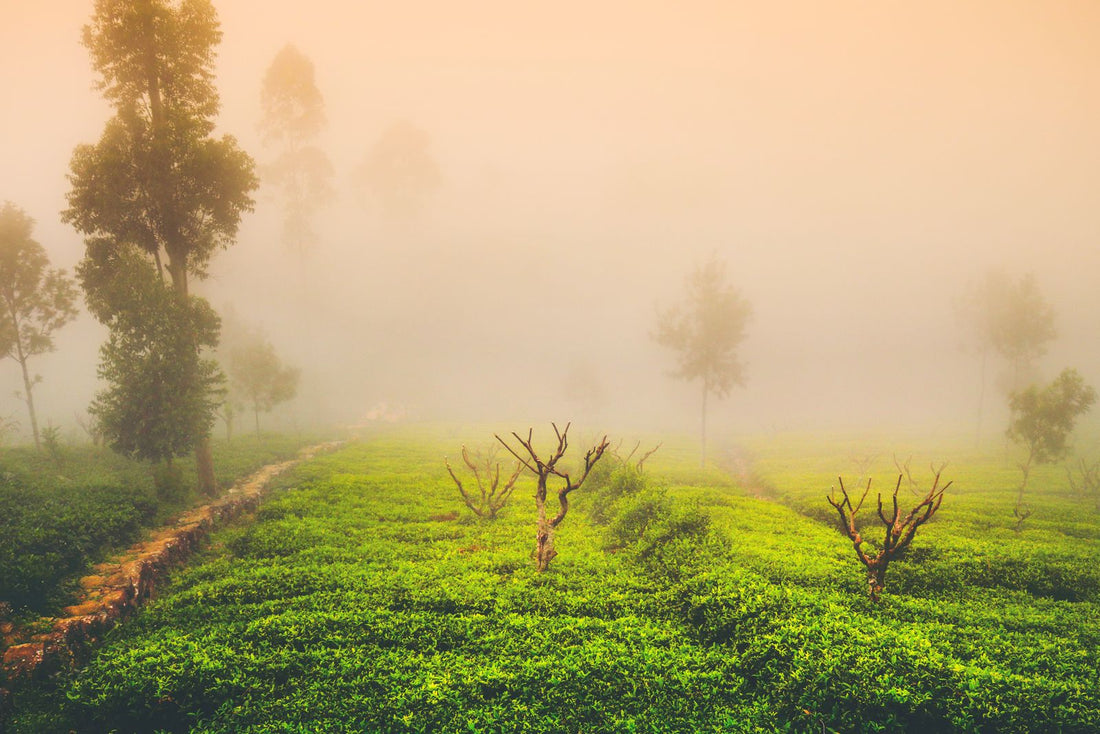 Misty morning over lush green tea plantations in Sri Lanka