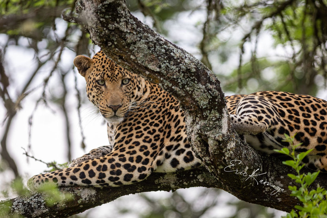 Sri Lankan leopard lounging on a tree branch on safari