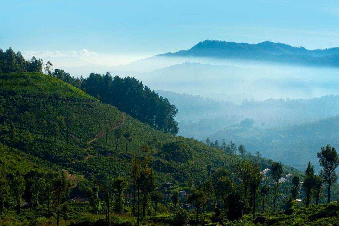 Misty green-season morning over tea plantations in Nuwara Eliya, Sri Lanka