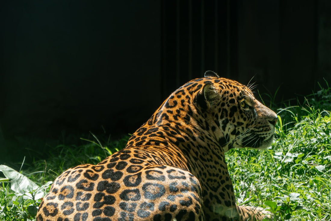 Sri Lankan leopard lounging in sunlight on grass in Yala National Park