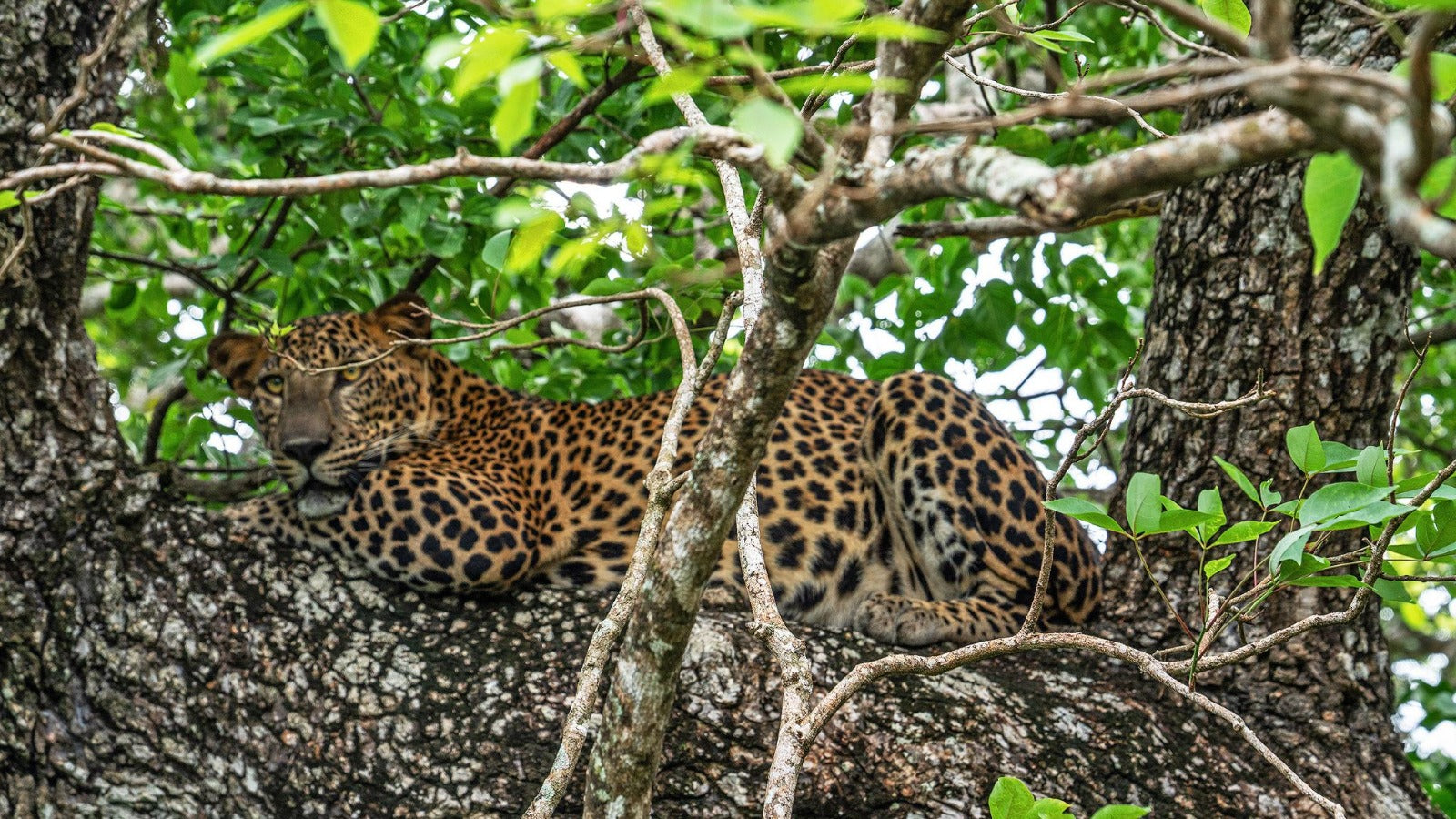 Yala National Park Safari Sri Lanka