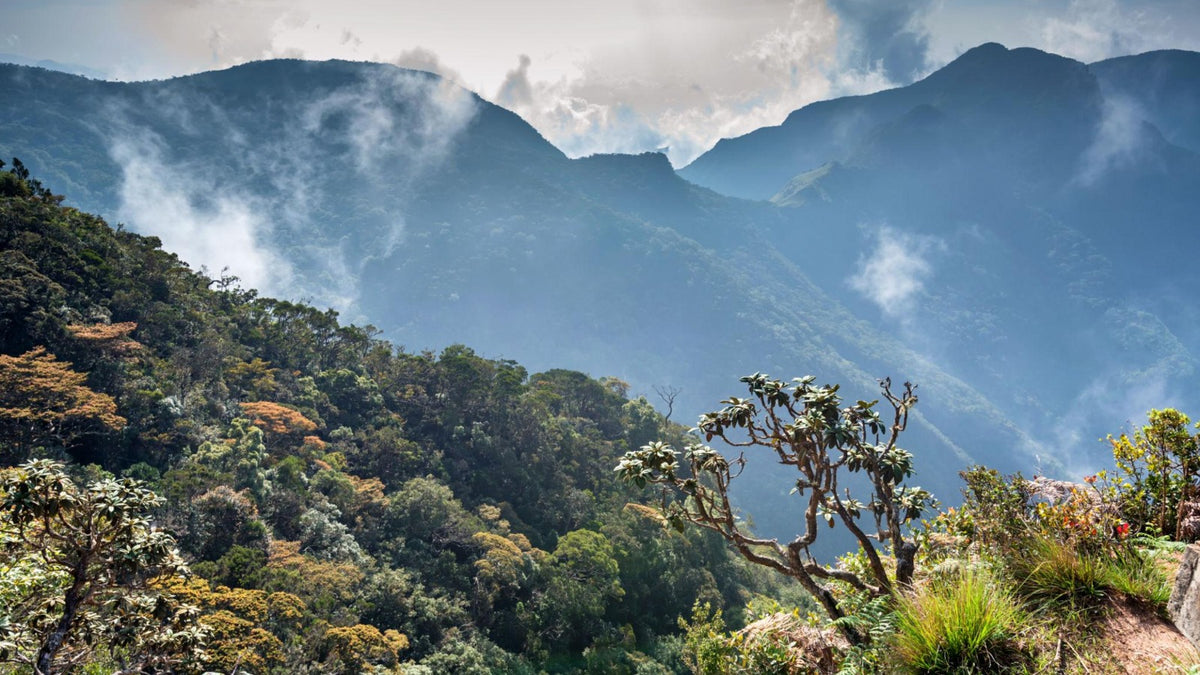 Horton Plains National Park — Cloud Forest Trek