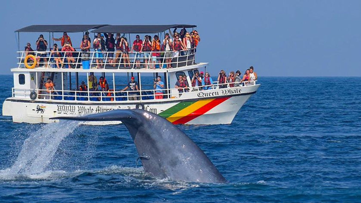 Whale and Dolphin Spotting in Mirissa