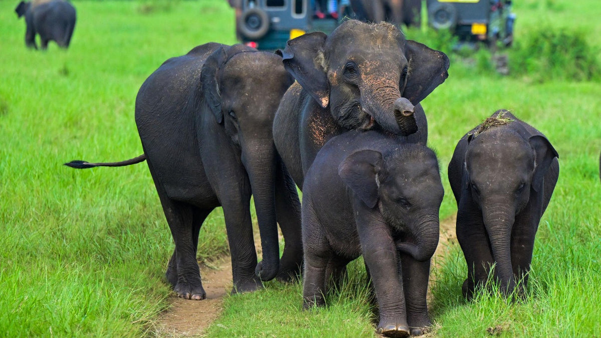 Minneriya National Park Safari