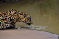Sri Lankan leopard drinking at a waterhole in Yala National Park