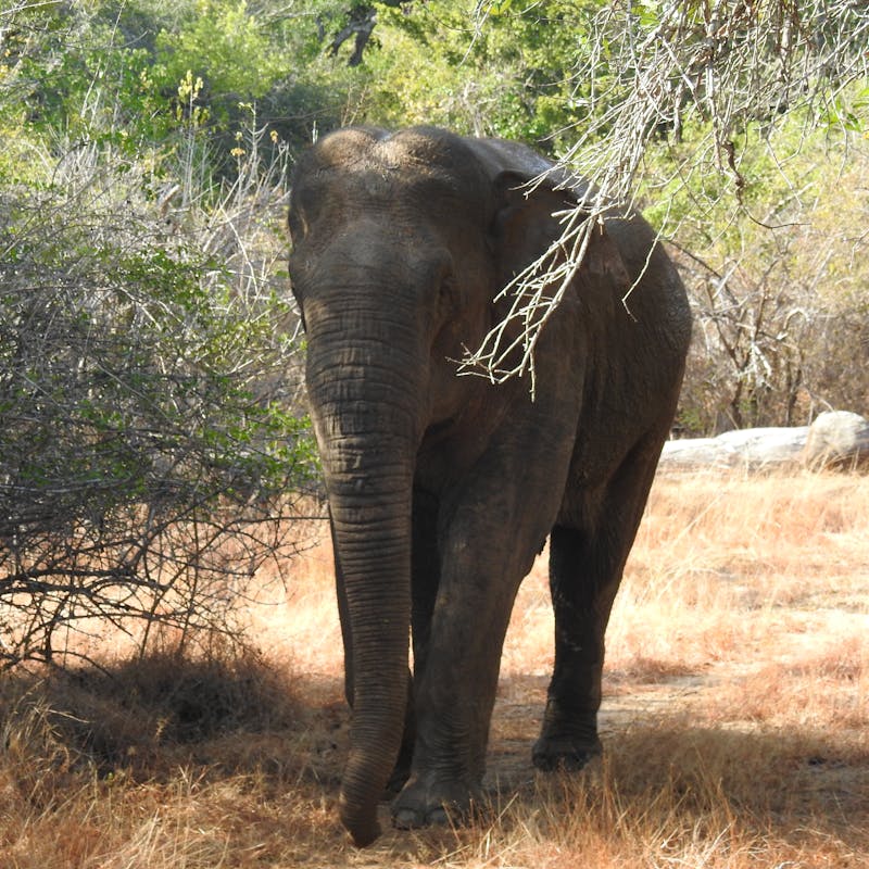 5 Day Safari and Beach Sri Lanka — Yala Leopards and South Coast