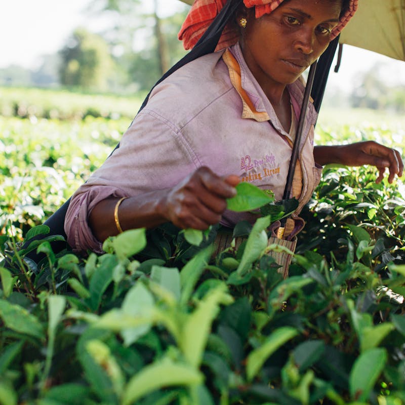 11 Day Sri Lanka Group Cultural Experience — Immersive and Authentic
