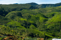 Rolling green tea plantations in Nuwara Eliya, Sri Lanka