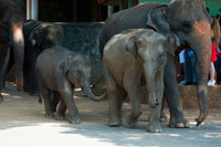 Herd of wild elephants walking together in Sri Lanka