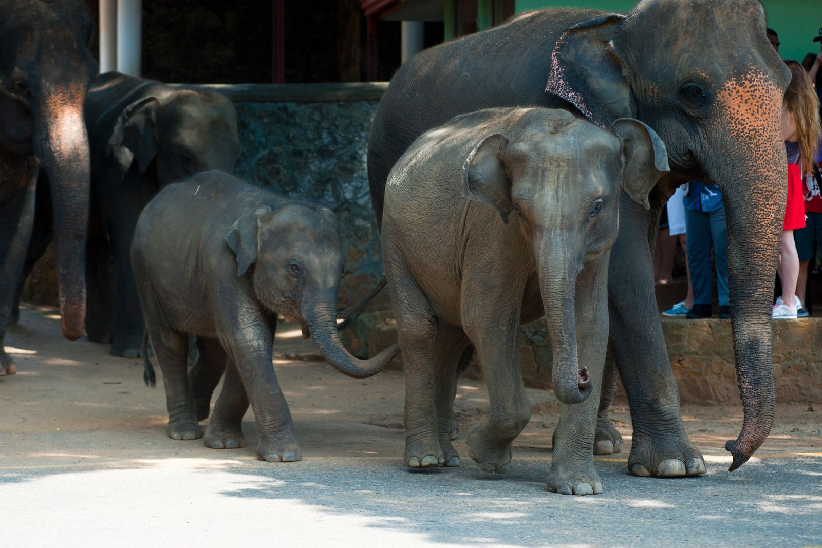 Herd of wild elephants walking together in Sri Lanka