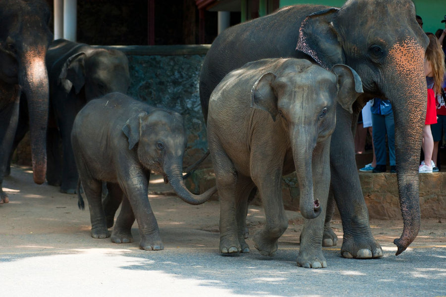 Herd of wild elephants walking together in Sri Lanka