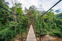 Suspension bridge through the lush green Sinharaja rainforest, Sri Lanka