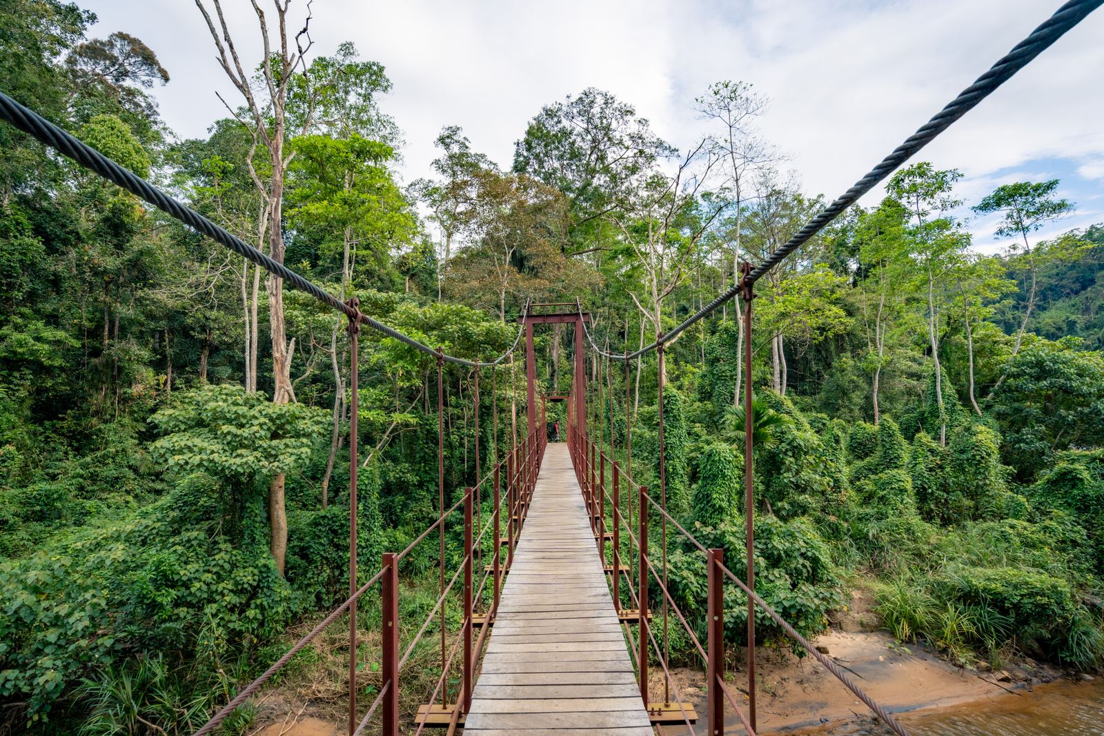 Suspension bridge through the lush green Sinharaja rainforest, Sri Lanka
