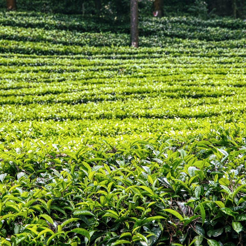 Sri Lanka Honeymoon Package — 10 Days of Pure Romance