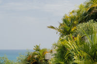 Luxury infinity pool framed by tropical greenery overlooking the ocean